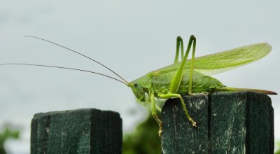 Schermafbeelding 2020-07-22 om 17.03.47.jpeg