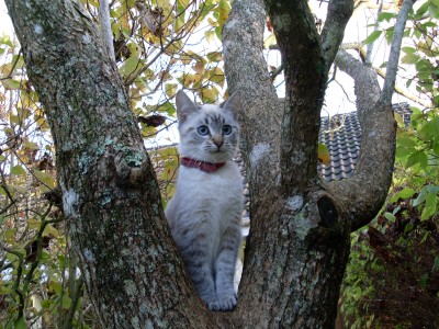 2008 Vahinée Jeune.jpg