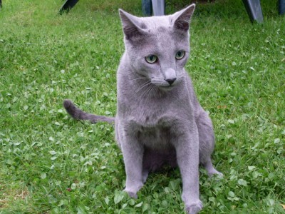 2008 Drago Jeune.jpg