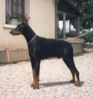 Jarod  06 1996 - Copie.jpg