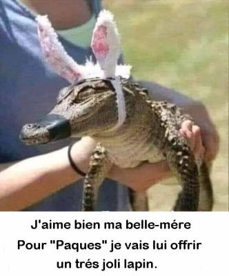 lapin belle mere.jpg
