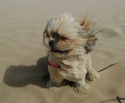 E.T sur la plage du film 37°2 le matin à Gruissan